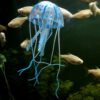 jellyfish-blue
