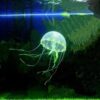 jellyfish-green