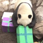 Gift Panda GIF