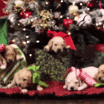 Christmas Tree Dog GIF